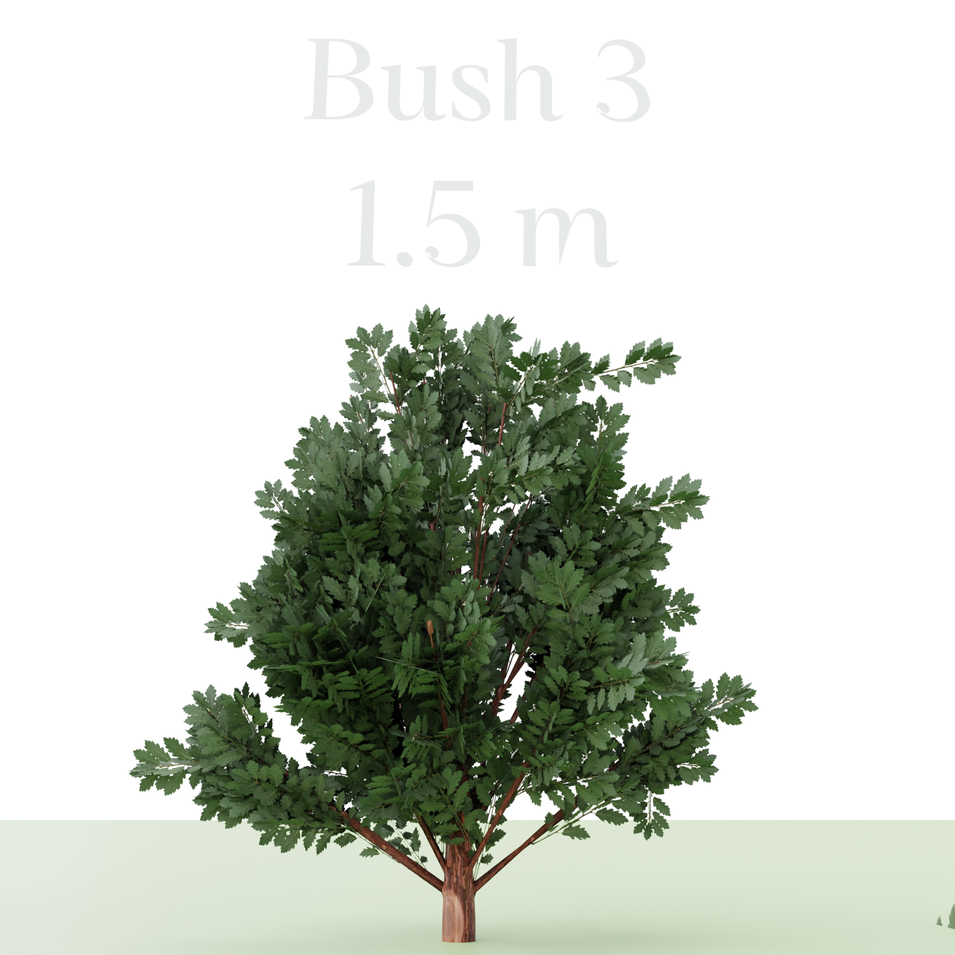 Three Bush's preview image 5